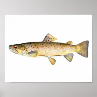 Fishing poster - Brown Trout Fish