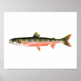 Fishing poster - Canadian Red Trout Female Fish