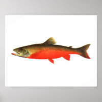 Fishing poster - Canadian Red Trout Male Fish
