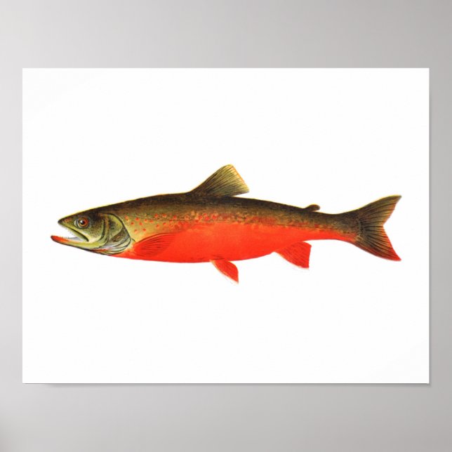 Fishing poster - Canadian Red Trout Male Fish (Front)