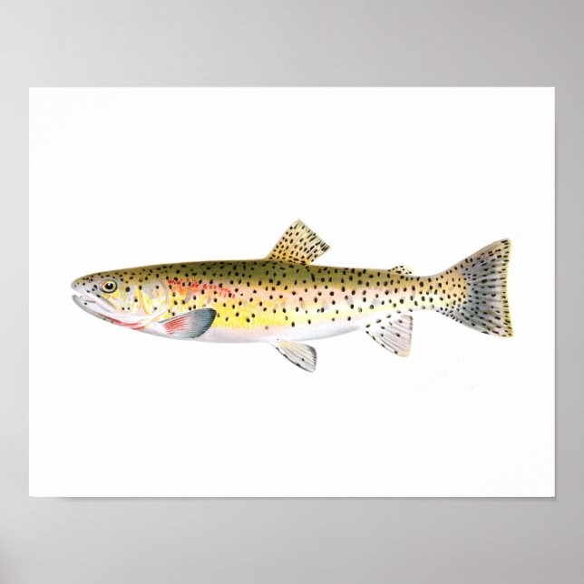 Fishing poster - Rocky Mountain Trout Fish (Front)