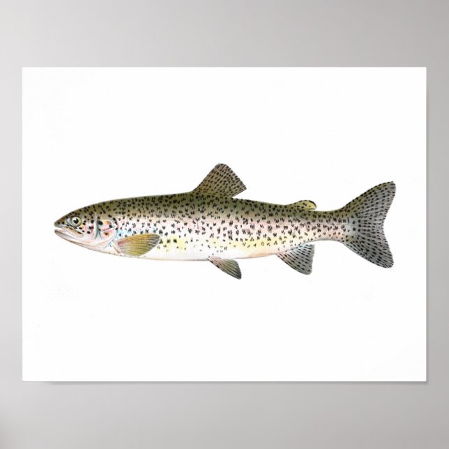 Fishing poster - Salmon Trout Fish (Front)
