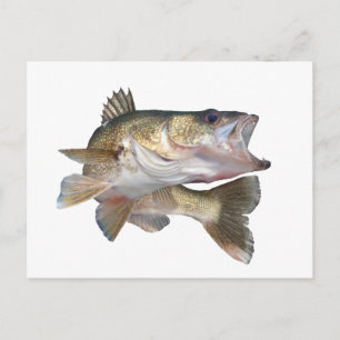 Fishing Walleye Postcard