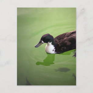 Fishing with ducks postcard