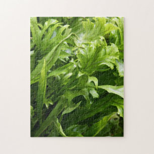 Fishtail Fern 10x14 Photo Puzzle