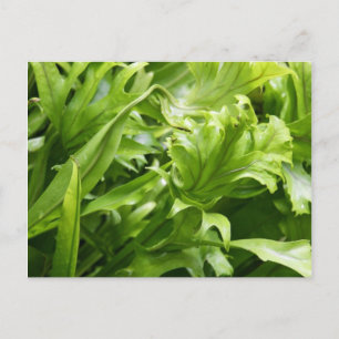 Fishtail Fern Postcard