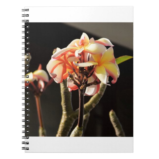 Fitna (Frangipani) Notebook (Front)