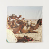 FIVE CAMELS ON FIELD