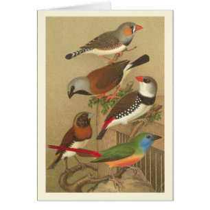 Five Colourful Pet Birds Perched on a Branch