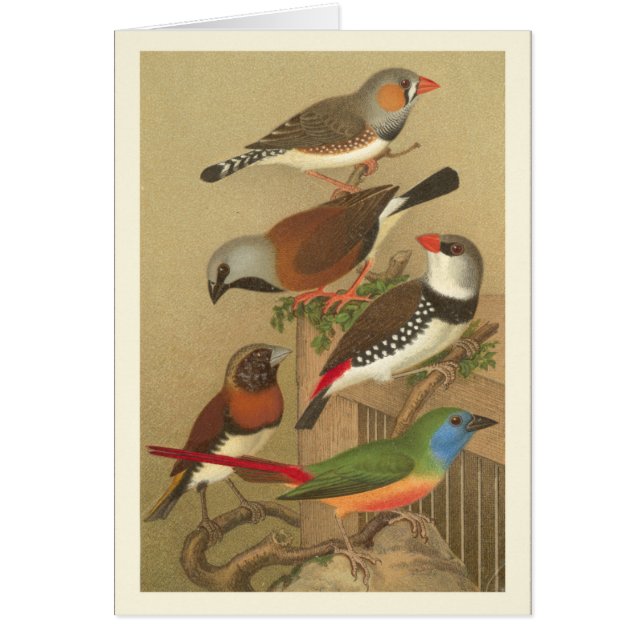 Five Colourful Pet Birds Perched on a Branch (Front)