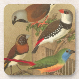 Five Colourful Pet Birds Perched on a Branch Coaster