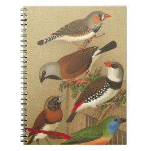 Five Colourful Pet Birds Perched on a Branch Notebook