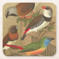 Five Colourful Pet Birds Perched on a Branch