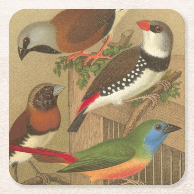 Five Colourful Pet Birds Perched on a Branch Square Paper Coaster (Front)