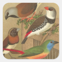 Five Colourful Pet Birds Perched on a Branch
