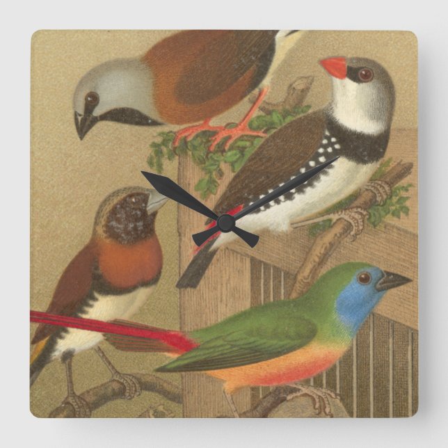Five Colourful Pet Birds Perched on a Branch Square Wall Clock (Front)