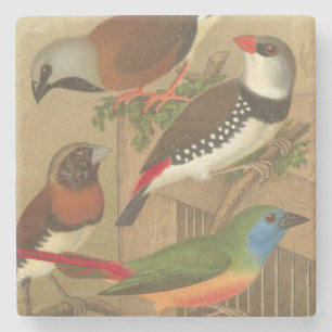 Five Colourful Pet Birds Perched on a Branch Stone Coaster
