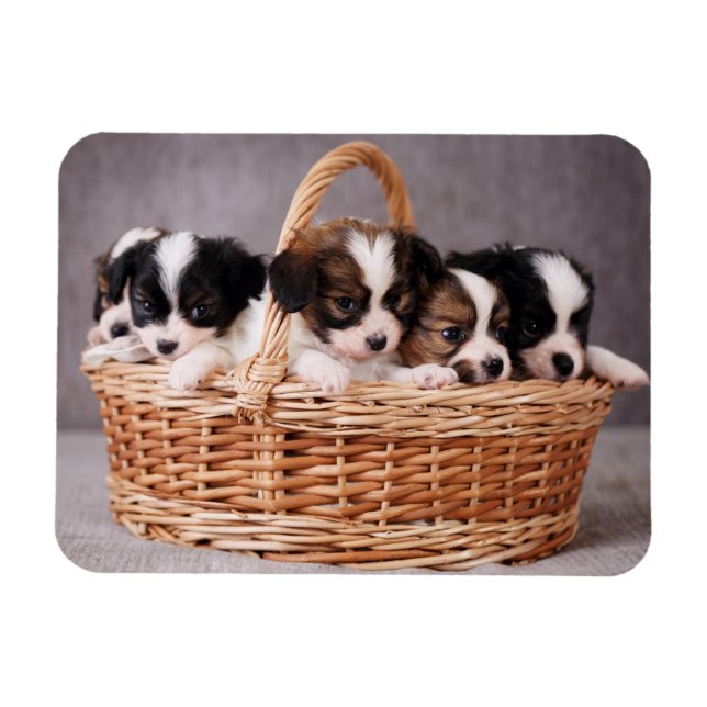 Five cute puppies in a basket magnet (Horizontal)