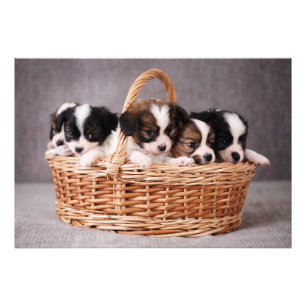 Five cute puppies in a basket photo print
