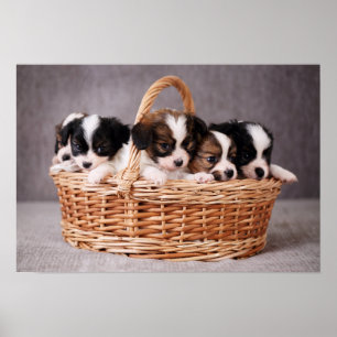 Five cute puppies in a basket poster