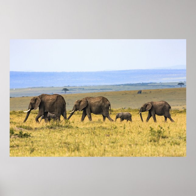 FIVE ELEPHANTS ON BROWN GRASS POSTER (Front)