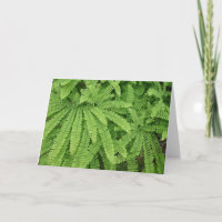 Five Finger Maidenhair Fern