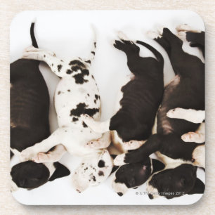 Five Harlequin Great Dane puppies sleeping Coaster