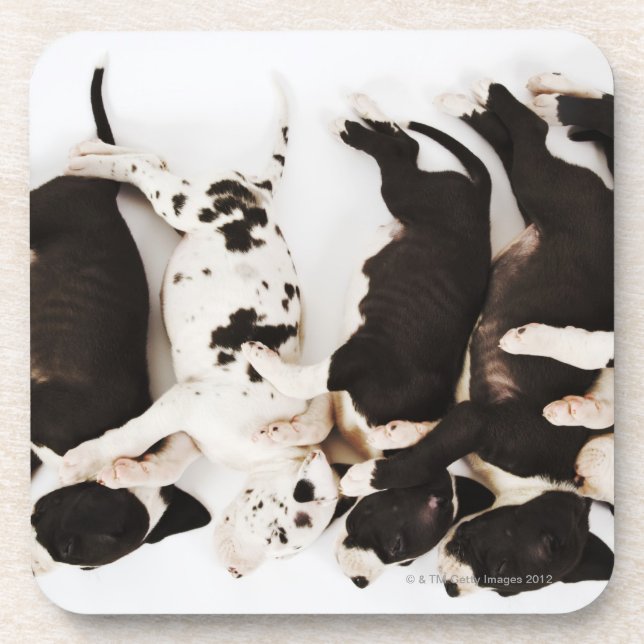 Five Harlequin Great Dane puppies sleeping Coaster (Front)