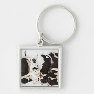 Five Harlequin Great Dane puppies sleeping in Key Ring