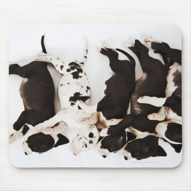 Five Harlequin Great Dane puppies sleeping in Mouse Mat (Front)