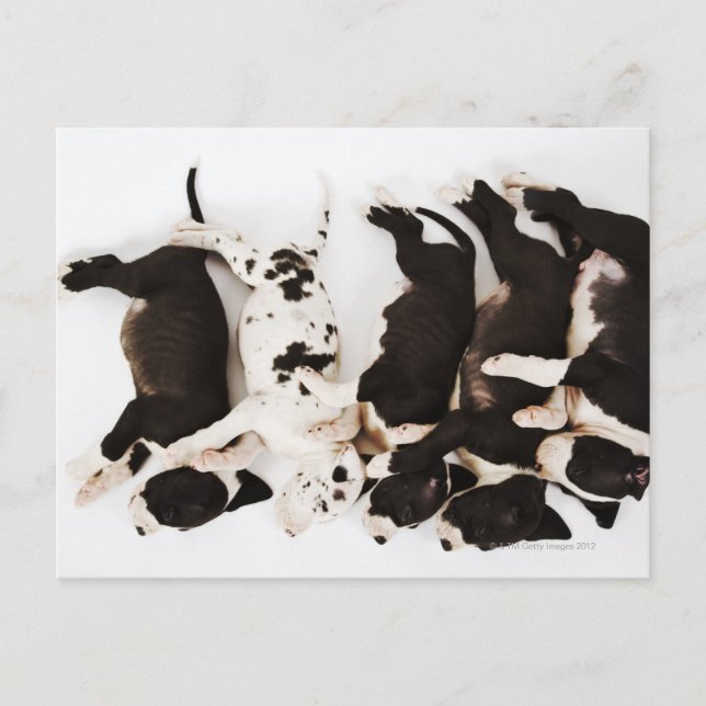 Five Harlequin Great Dane puppies sleeping in Postcard