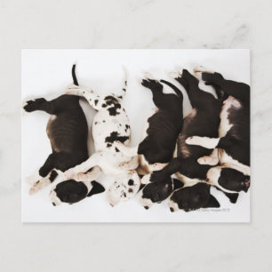 Five Harlequin Great Dane puppies sleeping in Postcard