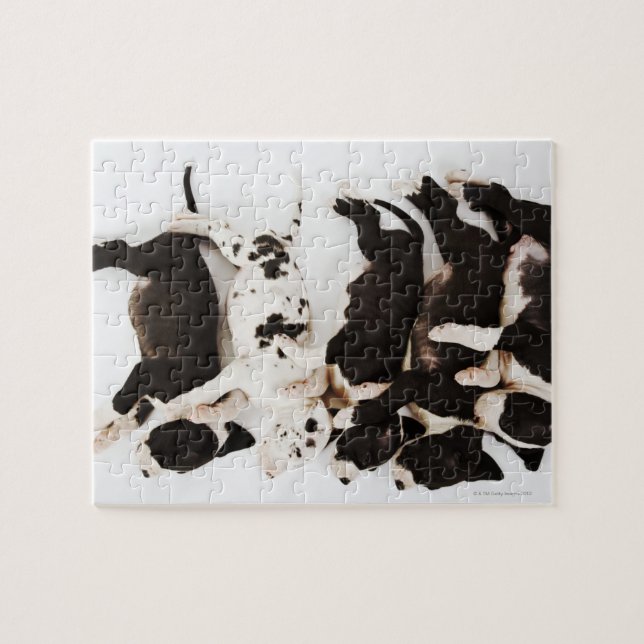 Five Harlequin Great Dane puppies sleeping Jigsaw Puzzle (Horizontal)