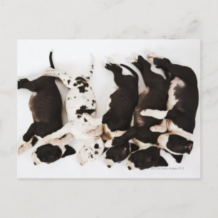 Five Harlequin Great Dane puppies sleeping Postcard