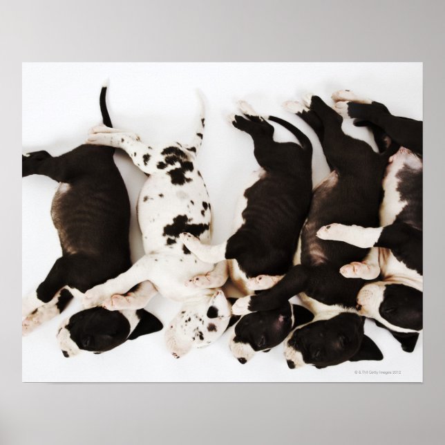 Five Harlequin Great Dane puppies sleeping Poster (Front)