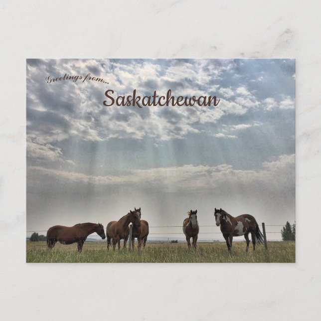 Five Horses in Mortlach Saskatchewan Canada Postcard (Front)