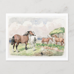 Five Horses Near a Brook Painting Postcard