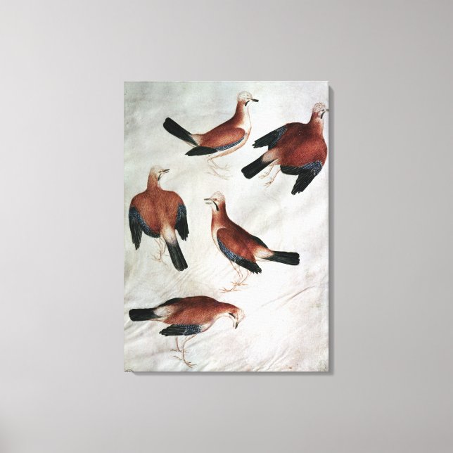 Five Jays, from the Vallardi Album Canvas Print (Front)