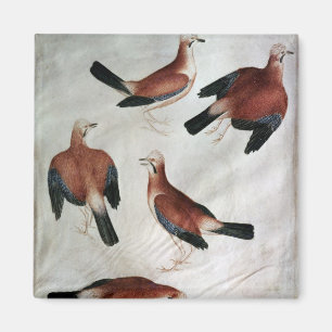 Five Jays, from the Vallardi Album Magnet