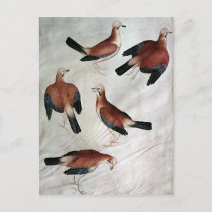 Five Jays, from the Vallardi Album Postcard