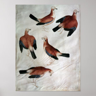 Five Jays, from the Vallardi Album Poster