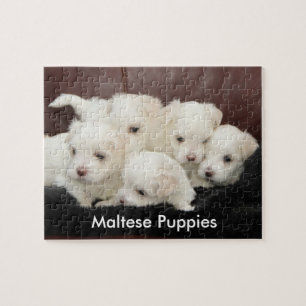 Five Maltese Puppies on a Puzzle