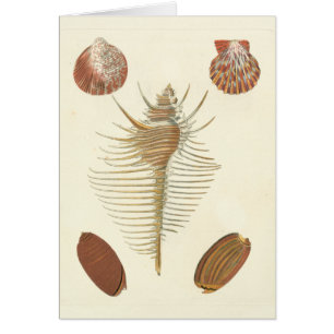 Five of a Kind Seashells