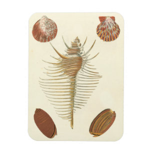 Five of a Kind Seashells Magnet