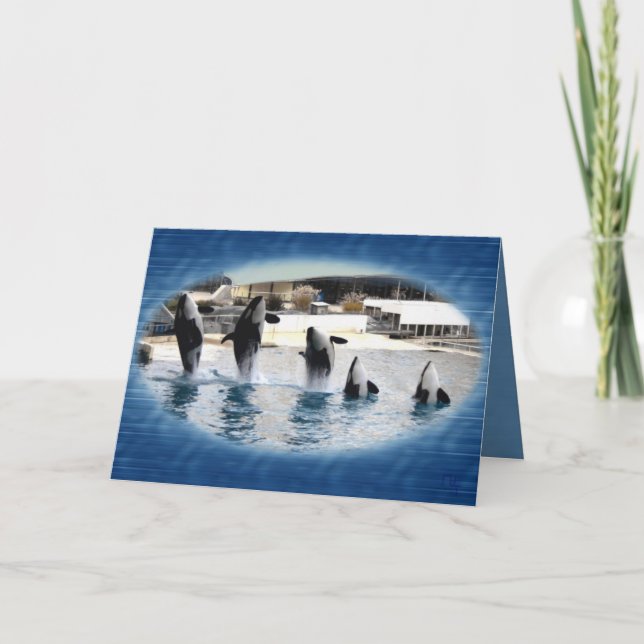 Five !Orcas at Marineland (france ) Card (Front)
