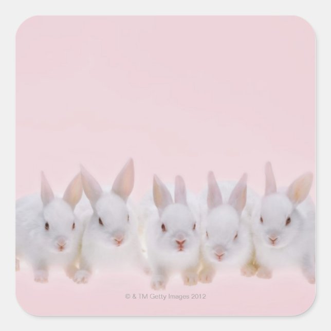 Five Rabbits 2 Square Sticker (Front)