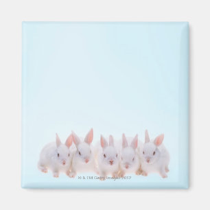 Five Rabbits Magnet