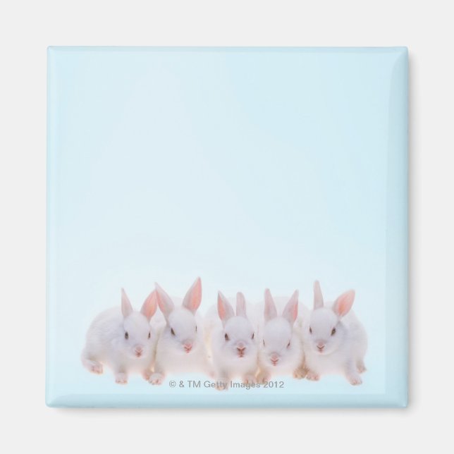 Five Rabbits Magnet (Front)