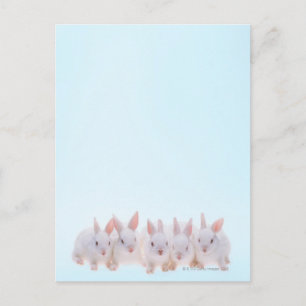 Five Rabbits Postcard