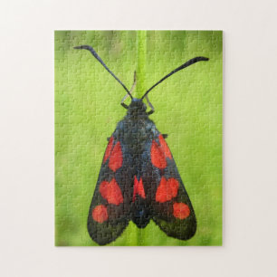 Five-Spot Burnet Moth Photo Puzzle with Gift Box